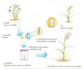 เทคโนโลยีชีวภาพทางการเกษตร